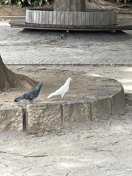 白鳩