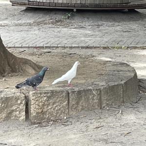 白鳩